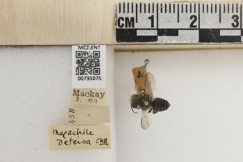 Media type: image;   Entomology 791075 Aspect: Labels